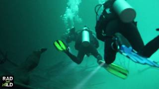 preview picture of video 'Scuba Diving the Sulfur Cloud of Cenote Angelita, a unique sinkhole in Tulum, Mexico.'