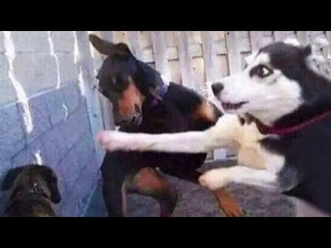 J'ai les chiens les plus bizarres qui soient