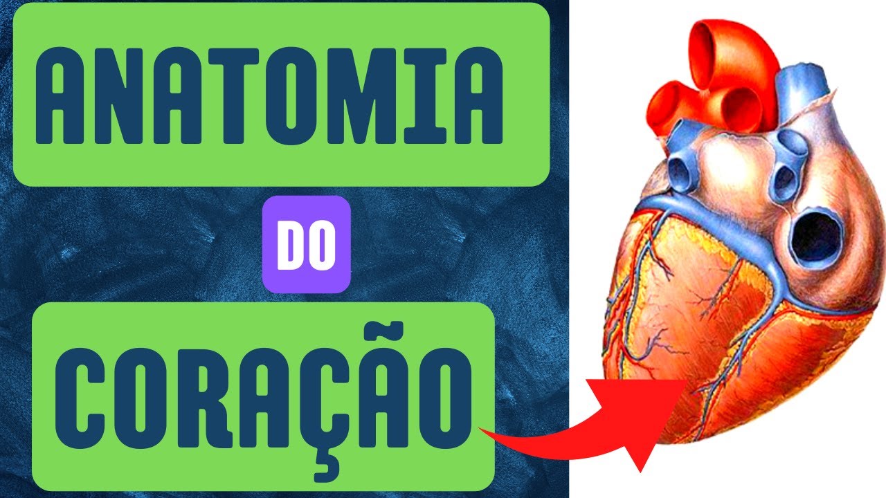 Anatomia do coração