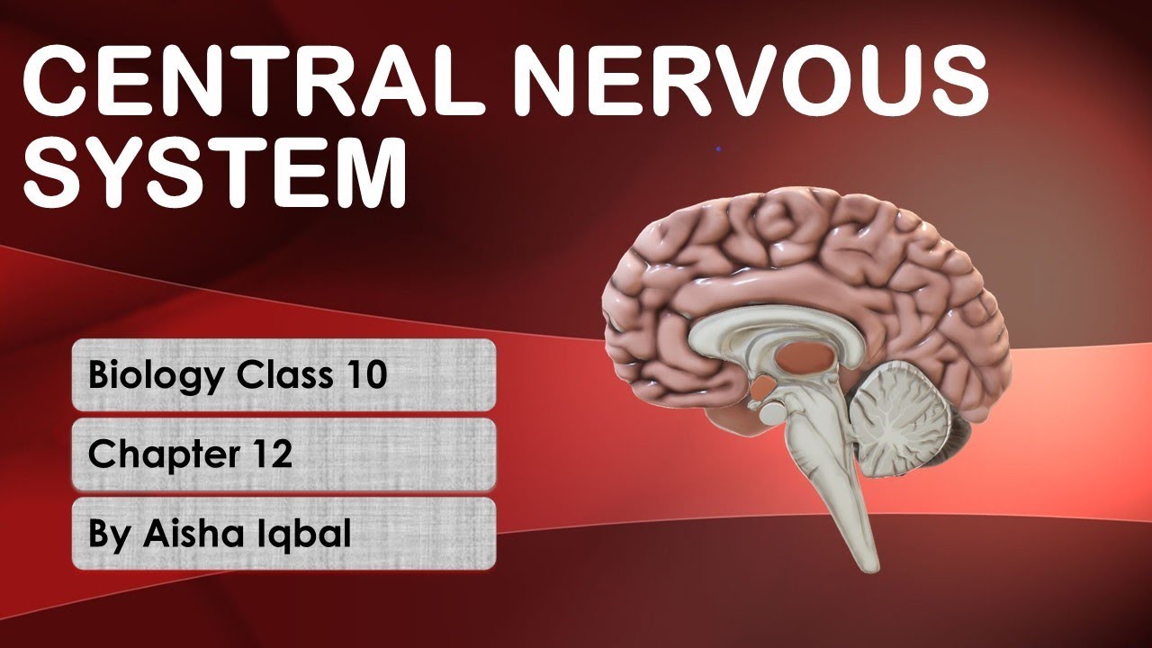 Central Nervous System
