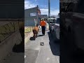 Llama Drama - Australian man walks down the street with an Alpaca 🦙