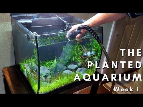 Maintenance on a new planted aquarium