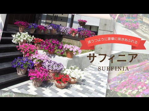 園芸 ナポリのサントリーナ