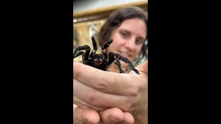 🕷 🎃 Spooky Texas Brown Tarantula! 🕸 👻