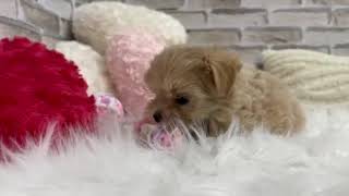 ハーフ犬の動画01