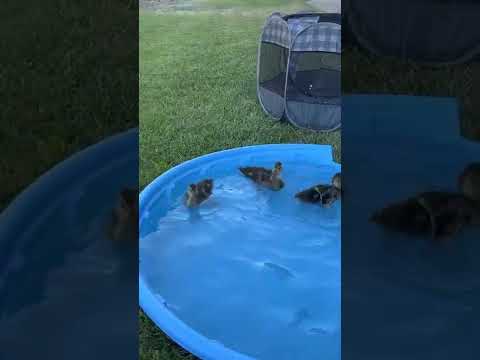 Grandpa watches with Danielle and I as the cat’s eye the little ducky ducks.