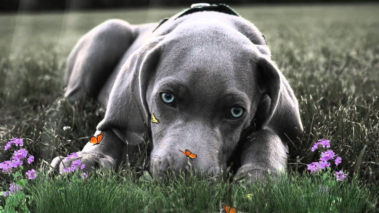 Lovely Dogs Animated Wallpaper http://www.desktopanimated.com