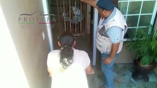 Asegura PROFEPA un ejemplar de tigre en Tijuana, B.C.