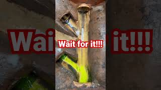 SEWER RATS IN YOUR HOME! #pestcontrol #pestcontrolservices #rodentcontrol