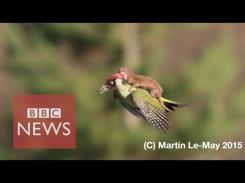 Extraordinary: Weasel rides on woodpecker's back - BBC News
