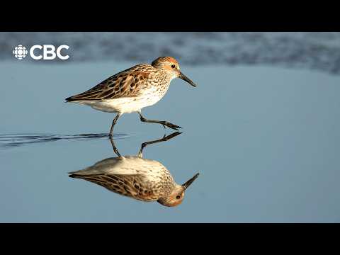This tiny bird makes an epic journey, powered by a mud-based superfood