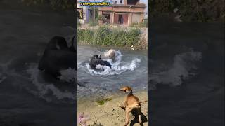 Download lagu DETIK MENCEKAM 😱 2 Ekor SAPI Berkelahi Ditengah Sungai! Anjing Panik 😱 #sapi #cow #animals #dog mp3