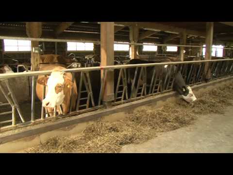 Lebensraum Flachmoor/Riedgebiet