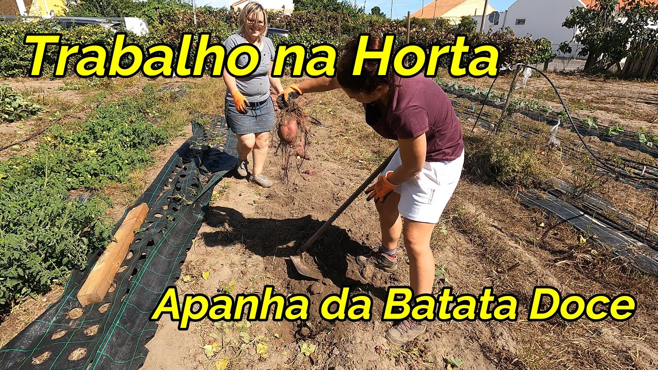 #121 Apanha da Batata Doce
