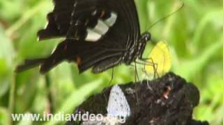 Red Helen or Papilio helenus