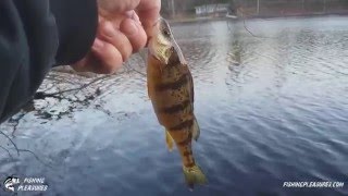 1 Perch and 3 Bass on a Rapala Floating Minnow
