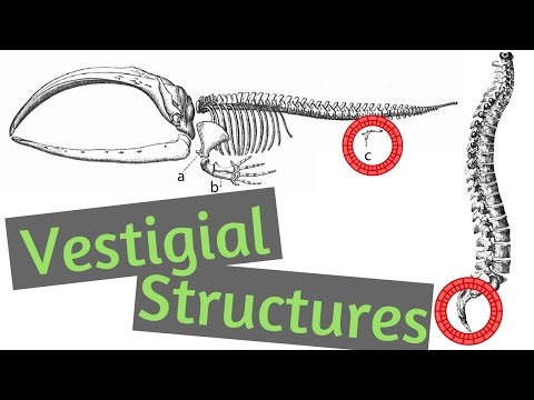 Vestigial Structures | What are Vestigial Structures?