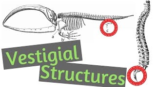 Vestigial Structures | What are Vestigial Structures?