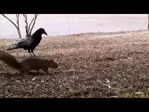 Squirrel and Crow
