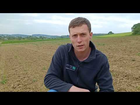 Pflanzenbautipp Mais 2023 Herbizid Mischverunkrautung