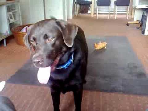 Milo and his chicken!!