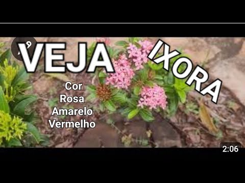 Paranaiguara Go Ixora cores, vermelho,  amarelo  e rosa 