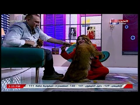 السابعة الإخبارية | عاجل.. مادلين طبر تتعرض لعضة أسد في برنامجها الشهير