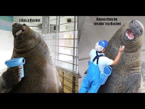 download lagu mp3 mp4 I Has A Bucket, download lagu I Has A Bucket gratis, unduh video klip I Has A Bucket