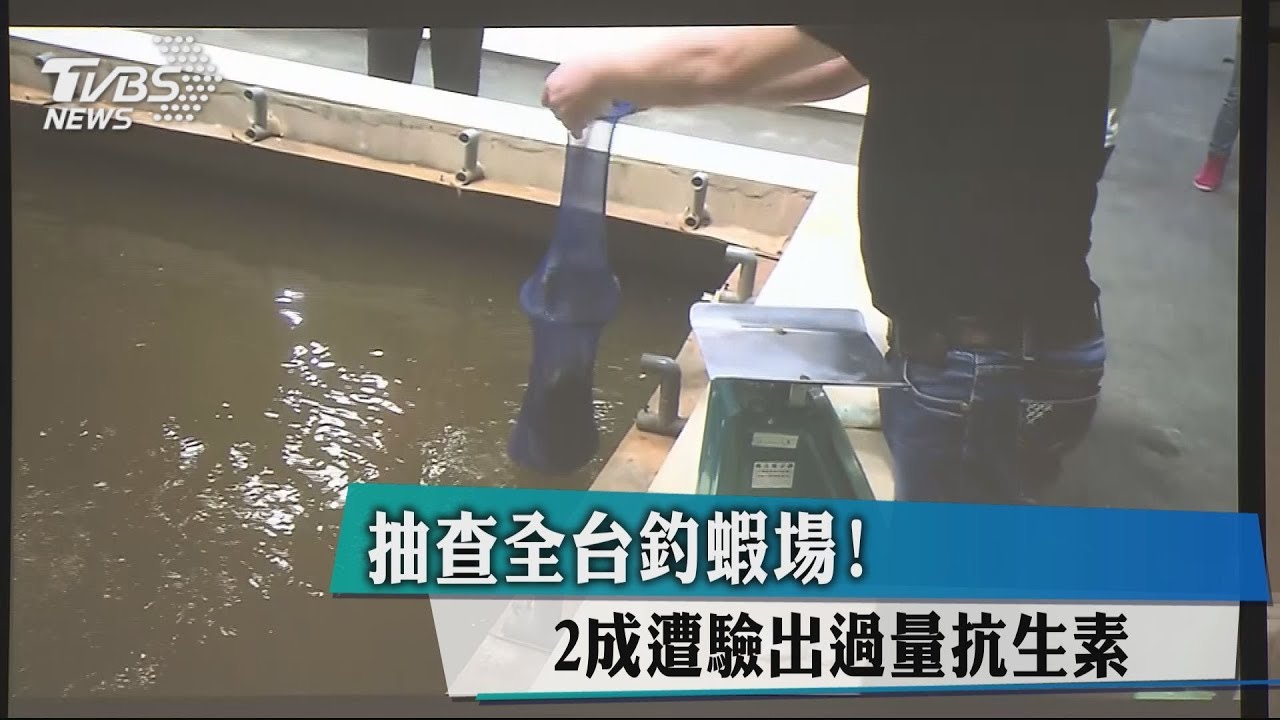 抽查全台釣蝦場! 2成遭驗出過量抗生素