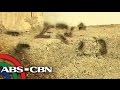 'Higad attack' perwisyo sa barangay sa Davao ...