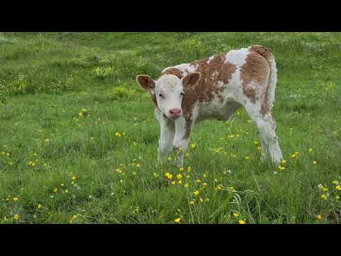 ANDREA FRAPPORTI MAMMA MUCCA con I suoi DUE GEMELLI VITELLINI cosa RARA nelle MUCCHE MONTE BALDO TN