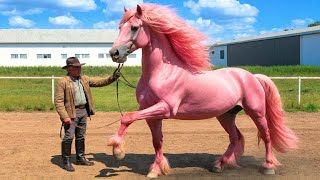 Races de Chevaux Les Plus Rares Au Monde!