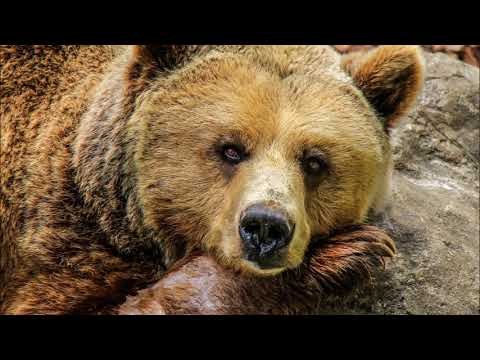 download lagu mp3 mp4 Sonhar Com Urso, download lagu Sonhar Com Urso gratis, unduh video klip Sonhar Com Urso