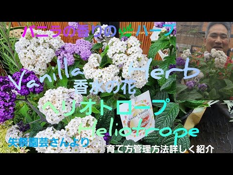 園芸 ヘリオトロープ