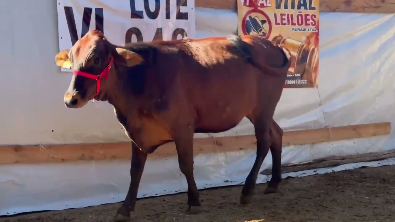 LOTE 49 - 01 NOVILHA (ANITA) 5/8; BR:140; FILHA DO SHEIK;