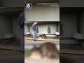 New Study Finds Kangaroos Can Learn to Communicate With Humans