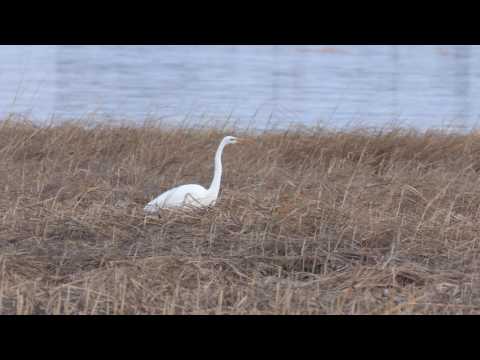 Geat Egret Fishing, Housatonic River