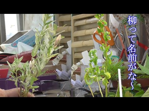 灰ヤナギ、灰色ヤナギ 植物