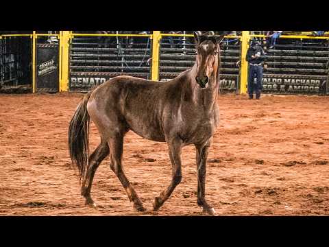 🔴 (FINAL em CUTIANO) Rodeio de RIOLÂNDIA-SP 2026