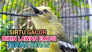 Download lagu Suara sirtu gacor memancing lawan bunyi teriak keras bikin sirtu jantan emosi mp3 Download lagu Suara sirtu gacor memancing lawan bunyi teriak keras bikin sirtu jantan emosi mp3