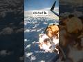 How many birds hit the plane's engine?