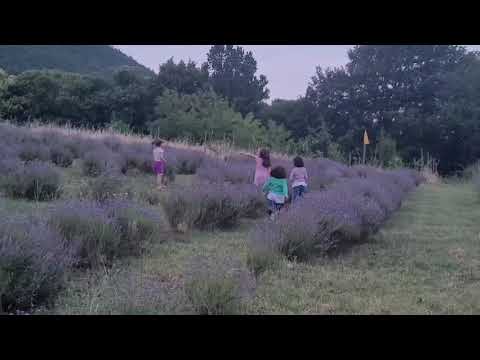 STRAY SUMMER SONG ( Birch book cover by Matteo Colasanti)