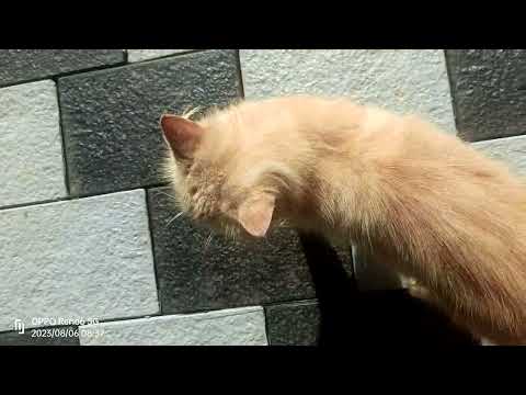 persuuuu 🔥🔥🔥😭😭🔥🔥😭😭😭😭😭🔥🔥🔥😭😭😎😎🔥🔥