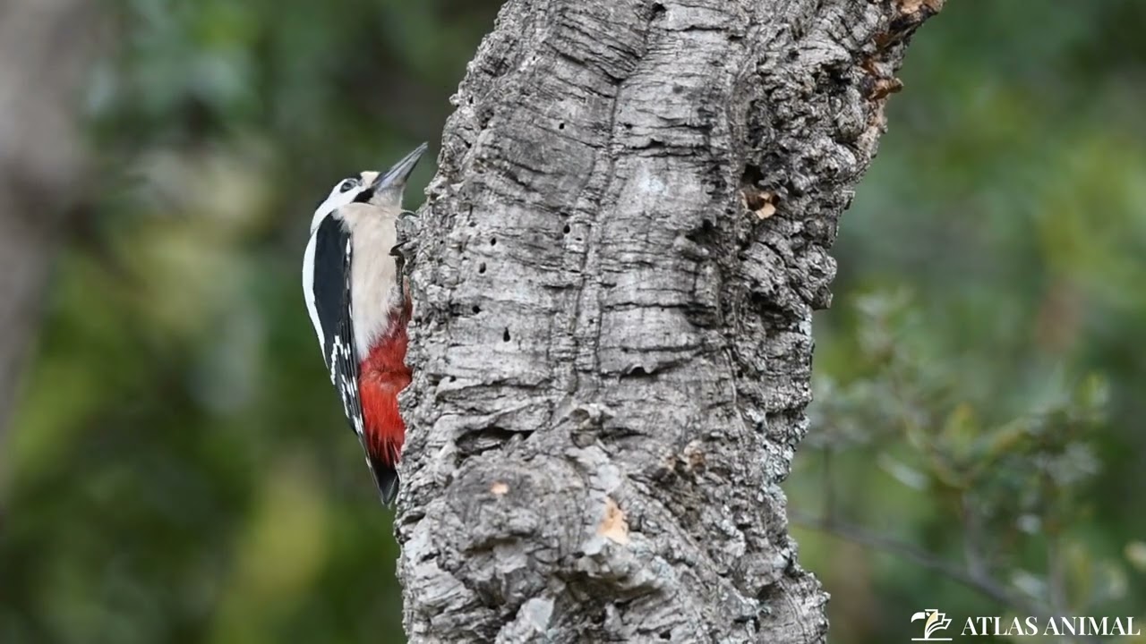 Pájaro Carpintero 4K - Woodpecker 4K