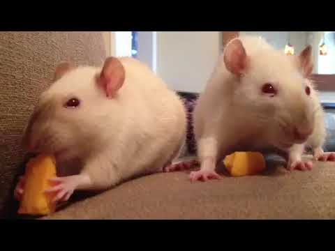 Eating Cheese with my fellow mates Thank you for support|Akshith Vlogs|