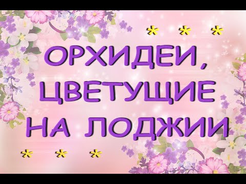 ВЕСНА в сентябре:ОРХИДЕИ,цветущие на ЛОДЖИИ,2021.На 15:30 Брайт ЯРА,не Мая!!!