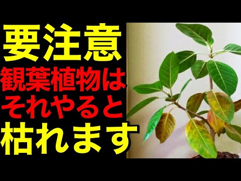 植物は冬の覆いの下で水をやるべきですか？はい、いいえ!  庭園