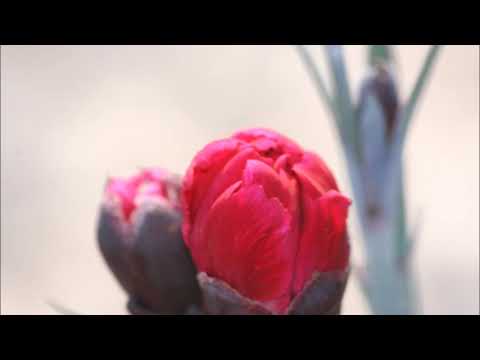 Three Fingers Peter Simpson