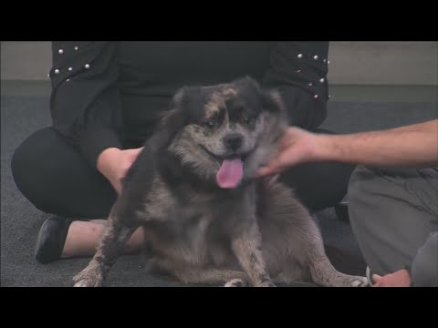 Pet of the Week: Tahoe - YouTube