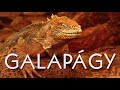 ONLINE: GALAPÁGY - ráj zvířat - Tomáš Kubeš